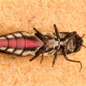 Agrilus hypoleucus at Strathnairn, ACT by jb2602