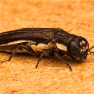 Agrilus hypoleucus at Strathnairn, ACT - 30 Jan 2025 08:04 PM