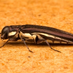 Agrilus hypoleucus at Strathnairn, ACT - 30 Jan 2025 08:04 PM