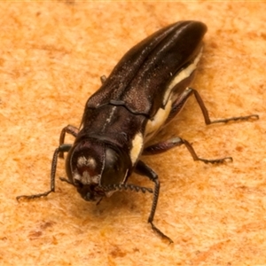 Agrilus hypoleucus at Strathnairn, ACT - 30 Jan 2025 08:04 PM