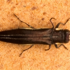 Agrilus hypoleucus at Strathnairn, ACT - 30 Jan 2025 08:04 PM