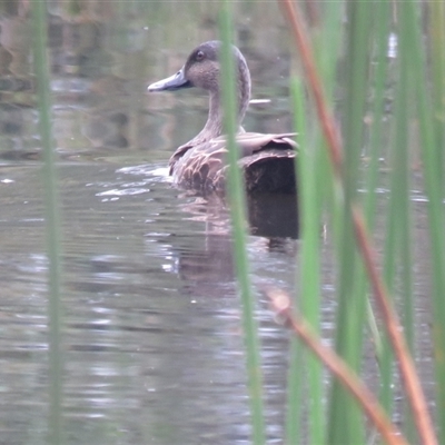 Anas platyrhynchos x superciliosa at Mittagong, NSW - 31 Jan 2025 by Span102