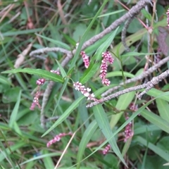 Persicaria decipiens by Span102