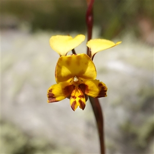 Diuris semilunulata (Late Leopard Orchid) at Tinderry, NSW by RobG1