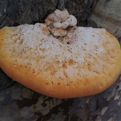 Piptoporus australiensis (Curry Punk) at Bodalla, NSW - 29 Jan 2025 by Teresa