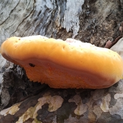 Piptoporus australiensis at Bodalla, NSW - 30 Jan 2025 10:58 AM