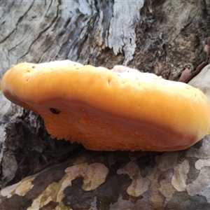 Piptoporus australiensis at Bodalla, NSW - 30 Jan 2025 10:58 AM