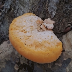 Piptoporus australiensis at Bodalla, NSW - 30 Jan 2025 10:58 AM