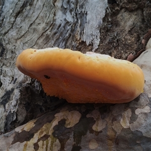 Piptoporus australiensis at Bodalla, NSW - 30 Jan 2025 10:58 AM