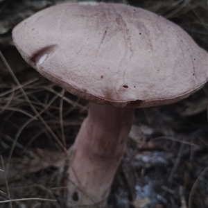 Tylopilus sp. (A Bolete) at Bodalla, NSW - 30 Jan 2025 by Teresa