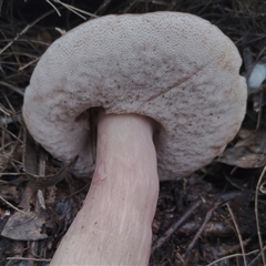 Tylopilus sp. at Bodalla, NSW - 30 Jan 2025 02:58 PM