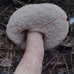 Tylopilus sp. at Bodalla, NSW - 30 Jan 2025 02:58 PM