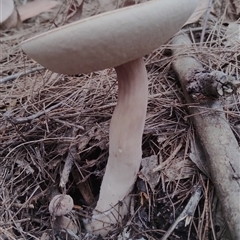 Tylopilus sp. at Bodalla, NSW - 30 Jan 2025 02:58 PM