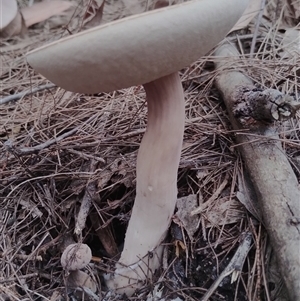 Tylopilus sp. at Bodalla, NSW - 30 Jan 2025 02:58 PM