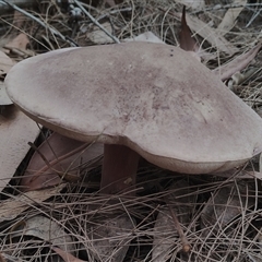 Tylopilus sp. at Bodalla, NSW - 30 Jan 2025 02:58 PM