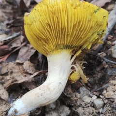 Phylloporus sp. (Phylloporus sp.) at Bodalla, NSW - 30 Jan 2025 by Teresa