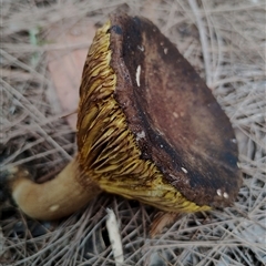 Phylloporus sp. (Phylloporus sp.) at Bodalla, NSW - 30 Jan 2025 by Teresa