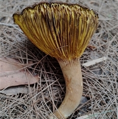 Phylloporus sp. at Bodalla, NSW - 30 Jan 2025 02:32 PM
