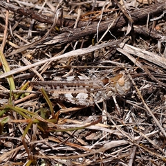 Oedaleus australis at Gundaroo, NSW - 26 Jan 2025 by ConBoekel