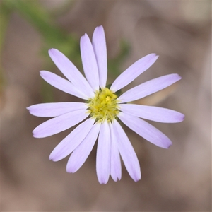 Brachyscome rigidula at Gundaroo, NSW - 26 Jan 2025 12:53 PM