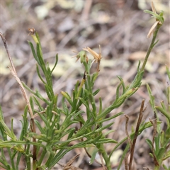 Brachyscome rigidula at Gundaroo, NSW - 26 Jan 2025 12:53 PM