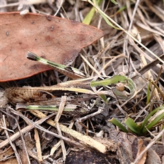 Gastrimargus musicus at Gundaroo, NSW - 26 Jan 2025 by ConBoekel