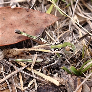 Gastrimargus musicus at Gundaroo, NSW by ConBoekel