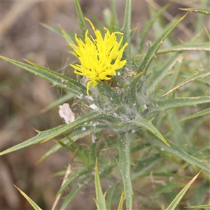 Carthamus lanatus at Gundaroo, NSW by ConBoekel