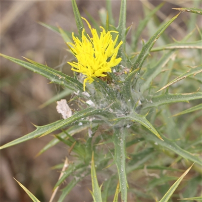 Carthamus lanatus at Gundaroo, NSW - 26 Jan 2025 by ConBoekel