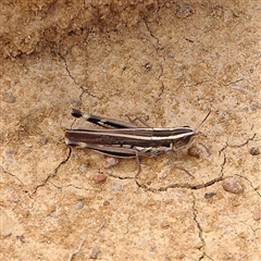 Macrotona australis at Gundaroo, NSW - 26 Jan 2025 by ConBoekel