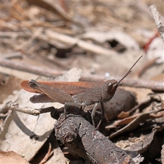 Goniaea opomaloides (Mimetic Gumleaf Grasshopper) at Gundaroo, NSW - 26 Jan 2025 by ConBoekel