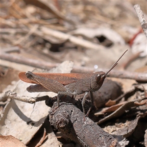 Goniaea opomaloides at Gundaroo, NSW by ConBoekel