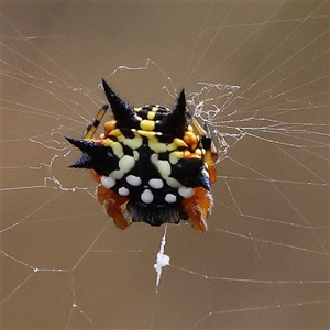 Austracantha minax (Christmas Spider, Jewel Spider) at Gundaroo, NSW by ConBoekel