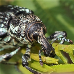 Chrysolopus spectabilis (Botany Bay Weevil) at Gundaroo, NSW - 26 Jan 2025 by ConBoekel