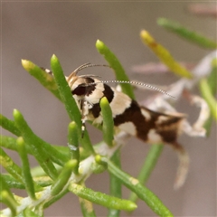 Macrobathra desmotoma at Gundaroo, NSW - 26 Jan 2025 by ConBoekel