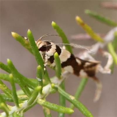 Macrobathra desmotoma at Gundaroo, NSW - 26 Jan 2025 by ConBoekel