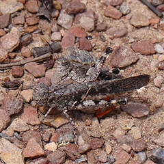 Unidentified Grasshopper (several families) at Gundaroo, NSW - 26 Jan 2025 by ConBoekel