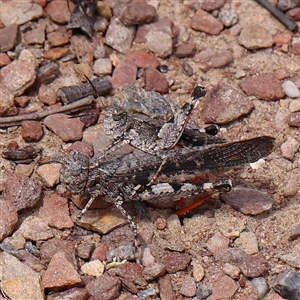 Unidentified Grasshopper (several families) at Gundaroo, NSW by ConBoekel