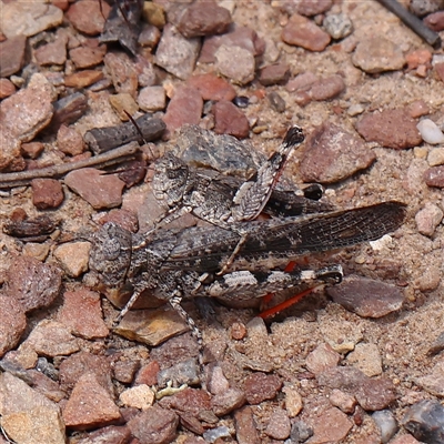 Unidentified Grasshopper (several families) at Gundaroo, NSW - 26 Jan 2025 by ConBoekel