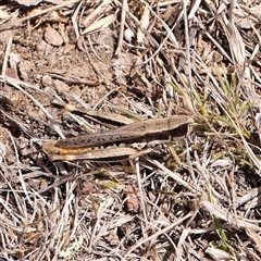 Macrotona securiformis at Gundaroo, NSW - 26 Jan 2025 by ConBoekel