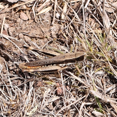 Macrotona securiformis at Gundaroo, NSW - 26 Jan 2025 by ConBoekel