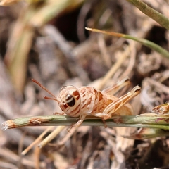 Unidentified Grasshopper (several families) at Gundaroo, NSW - 26 Jan 2025 by ConBoekel