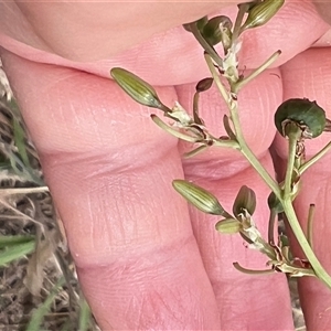 Dianella revoluta var. revoluta at suppressed - suppressed