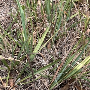 Dianella revoluta var. revoluta at suppressed - suppressed