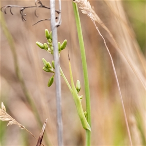 Dianella revoluta var. revoluta at suppressed - suppressed