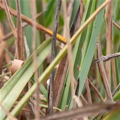 Dianella revoluta var. revoluta at suppressed - suppressed