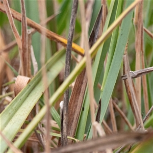 Dianella revoluta var. revoluta at suppressed - suppressed