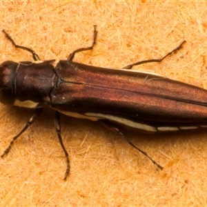 Agrilus hypoleucus at Strathnairn, ACT - 30 Jan 2025 08:55 PM