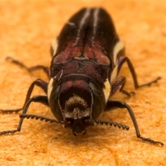 Agrilus hypoleucus at Strathnairn, ACT - 30 Jan 2025 08:55 PM