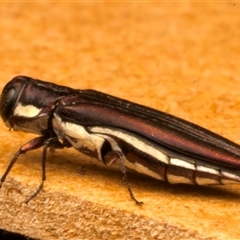 Agrilus hypoleucus at Strathnairn, ACT - 30 Jan 2025 08:55 PM